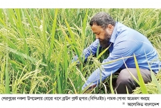 বিপিএইচ পোকার আক্রমণে দিশাহারা কৃষক  