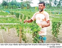 পটোল চাষে স্বাবলম্বী  