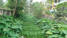 মৃতপ্রায় শ্যামাসুন্দরী খাল, ১৫০ কোটি টাকা খরচেও মেলেনি সুফল