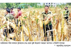 ভুট্টা উত্তোলেন কৃষকের পাশে আনসার-ভিডিপি  