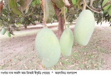 জিআই স্বীকৃতি পেয়েছে নওগাঁর নাক ফজলি আম  