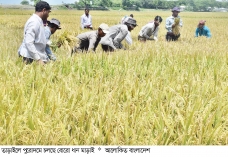 বোরোর বাম্পার ফলনে কৃষকের মুখে হাসি  