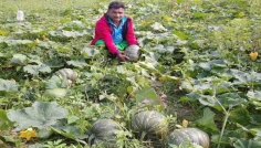 আত্রাই নদীর চরে কুমড়া চাষে স্বাবলম্বী চাষিরা