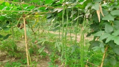 লালমনিরহাটে বরবটি চাষে ব্যস্ত কৃষক