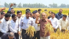 বিরলে ধান কাঁটা উৎসবের উদ্বোধন করলেন কৃষি উপদেষ্টা