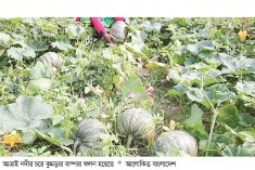 আত্রাইয়ে চরের বুকে কুমড়া চাষ, দিন ফিরছে কৃষকের  