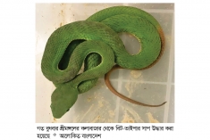 পিট-ভাইপার সাপ উদ্ধার  