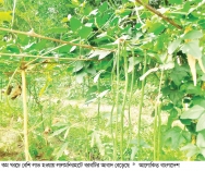বরবটি চাষে ঝুঁকছেন কৃষক  