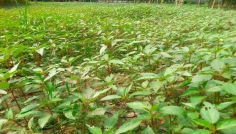 লালমনিরহাটে পাট শাক চাষে ঝুঁকছেন কৃষকরা