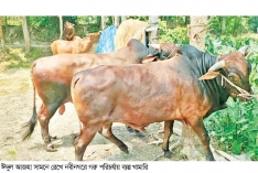 গরু পরিচর্যায় ব্যস্ত খামারিরা