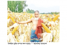 ভুট্টার ফলনে খুশি কৃষক