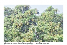 শিগগিরই বাজারে আসছে দিনাজপুরের লিচু  