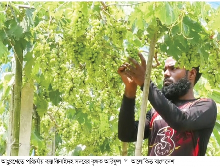 ঝিনাইদহে হচ্ছে মিষ্টি আঙুর
