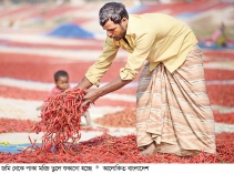 ফুলছড়ির হাটে মাসে বিক্রি হয় ২০ কোটি টাকার লাল মরিচ  