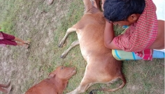 বজ্রপাতে গরুর মৃত্যুতে কৃষকের আহাজারি