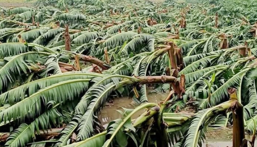 মেহেরপুরে কালবৈশাখীতে আম-লিচু, কলাসহ ফসলের ব্যাপক ক্ষতি