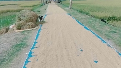 ভালো ফলনেও ন্যায্য দাম পাচ্ছেন না লালমনিরহাটের কৃষকরা