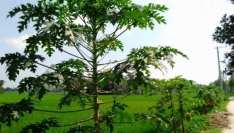 লালমনিরহাটে পতিত জমিতে বাড়ছে পেঁপে চাষ