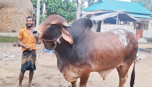 দুর্গাপুরে কোরবানির হাট রাঙাতে পারে ৩৪ মন ওজনের ‘শান্তলাল’