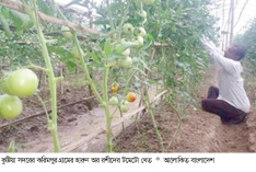 গ্রীষ্মকালীন টমেটো চাষে স্বাবলম্বী  
