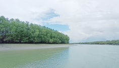 আগামী ৩ মাস সুন্দরবনে প্রবেশে নিষেধাজ্ঞা