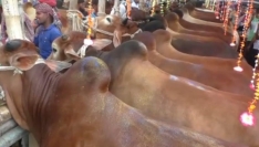 পাবনায় কোরবানির জন্য প্রস্তুত সাড়ে ৬ লাখ গবাদিপশু