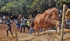কোরবানির পশুর হাটে বিড়ম্বনা ও সতর্কতা