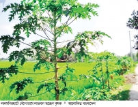 লালমনিরহাটে পতিত জমিতে বাড়ছে পেঁপে চাষ  