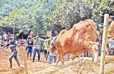 ঈদুল আজহাকে সামনে রেখে জমে উঠছে কোরবানির পশুর হাট  