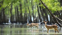 সুন্দরবনে প্রবেশে তিন মাসের নিষেধাজ্ঞা