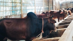 কুড়িগ্রামে কেজি দরে বিক্রি হচ্ছে কোরবানির পশু