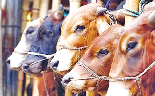 কোরবানির পশু ও শরিকের বিধান