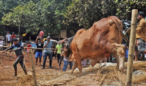 কোরবানির পশুর হাটে বিড়ম্বনা ও সতর্কতা