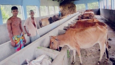 নীলফামারীতে চাহিদার চেয়ে কোরবানির পশু বেশি