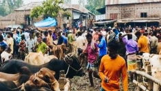জমে উঠেছে ঐতিহ্যবাহী যাত্রাপুর গরুর হাট