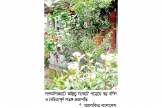 লালমনিরহাটে ফুলে ফুলে বর্ণিল রঙের প্রজাপতি  