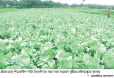 গ্রীষ্মেও শীতের বাঁধাকপি চাষে কৃষকের বাজিমাত  