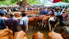 কুড়িগ্রামে কোরবানির হাটে পশু বিক্রি কমছে 