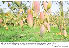 চাঁদপুরে একই বাগানে বিশ্বখ্যাত ৫৭ জাতের আম চাষ  
