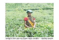 মাধবপুরে চা-শিল্পে গোল্ডেন শাওয়ার  