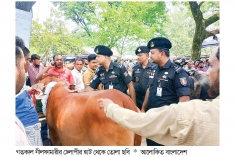 নীলফামারীতে কোরবানির হাটে র‌্যাবের কঠোর নজরদারি  