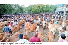 জয়পুরহাটে কোরবানির পশুর হাটে ক্রেতা কম  