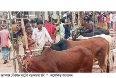 সুনামগঞ্জে কোরবানির হাট জমজমাট  