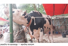 শ্রীনগরে দৃষ্টি কাড়ছে কোরবানির ষাঁড় রাজাবাহাদুর  