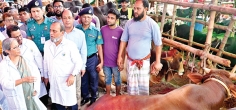 কোরবানির জন্য দেশে পর্যাপ্ত পশু মজুত রয়েছে : প্রাণিসম্পদ উপদেষ্টা  