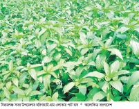 সিরাজগঞ্জে পাটের আবাদ লক্ষ্যমাত্রা ছাড়িয়েছে 