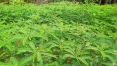 লালমনিরহাটে মাটির উর্বরতা বাড়াতে ধৈঞ্চা চাষ