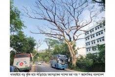 ঢাকা-আরিচা মহাসড়কে শতাধিক মরা গাছ  