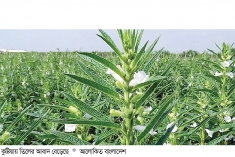 কুষ্টিয়ায় তিল চাষ আয়ের নতুন উৎস  