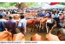 কুড়িগ্রামে কোরবানির পশুহাটে বিক্রি কম  